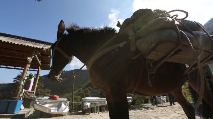 浙江山区高山茶园茶山驴子骡子运输化肥货物