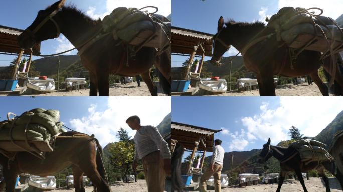 浙江山区高山茶园茶山驴子骡子运输化肥货物