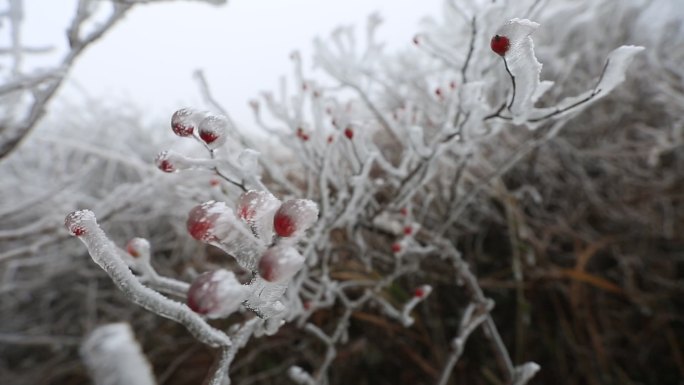 山区冬天寒潮冰凌雾凇红色野果冰冻实拍素材