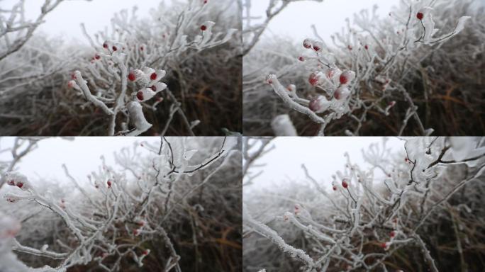 山区冬天寒潮冰凌雾凇红色野果冰冻实拍素材
