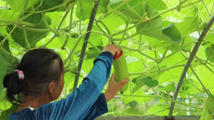 瓠子蒲瓜采摘 大棚种植瓠子 收获的季节