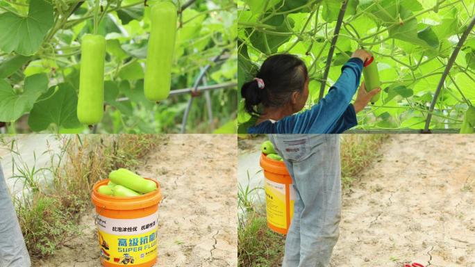 瓠子蒲瓜采摘 大棚种植瓠子 收获的季节