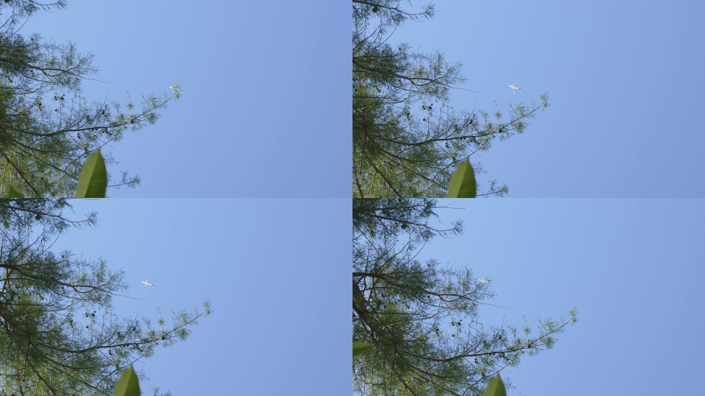 4K正版-实拍飞过蓝天的飞机