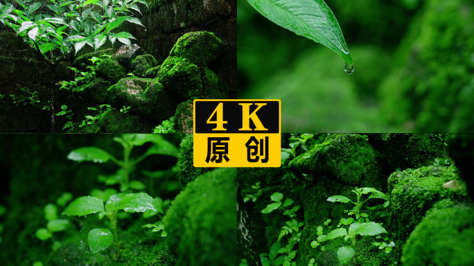 苔藓青苔唯美雨景