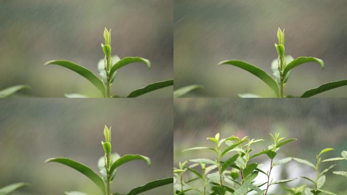 实拍茶叶嫩芽雨水滋润