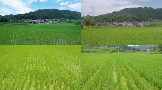 美丽乡村农村田野水稻