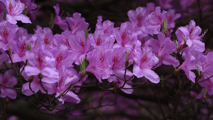 浙江东白山杜鹃王紫色开花映山红自然生态