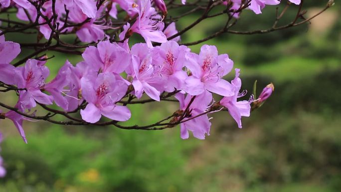 浙江东白山杜鹃王杜鹃花紫色春天开花