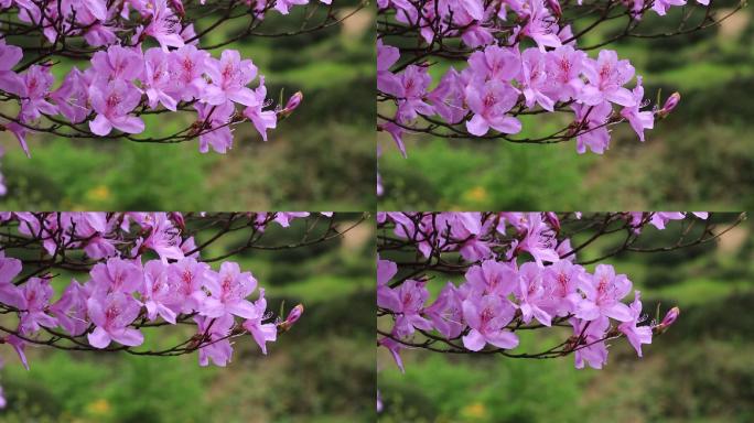 浙江东白山杜鹃王杜鹃花紫色春天开花