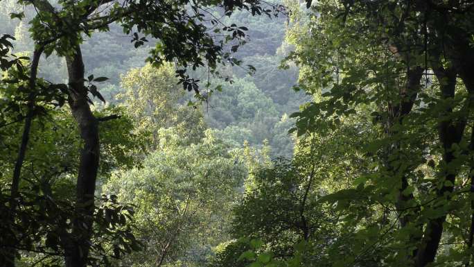 4K长沙岳麓山树林