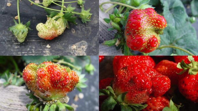 草莓畸形果 生理病害 果实畸形