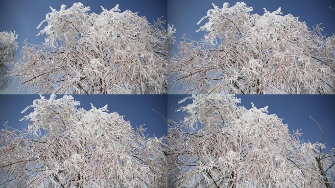 冬天寒潮冰凌雾凇树挂洁白蓝天寒风