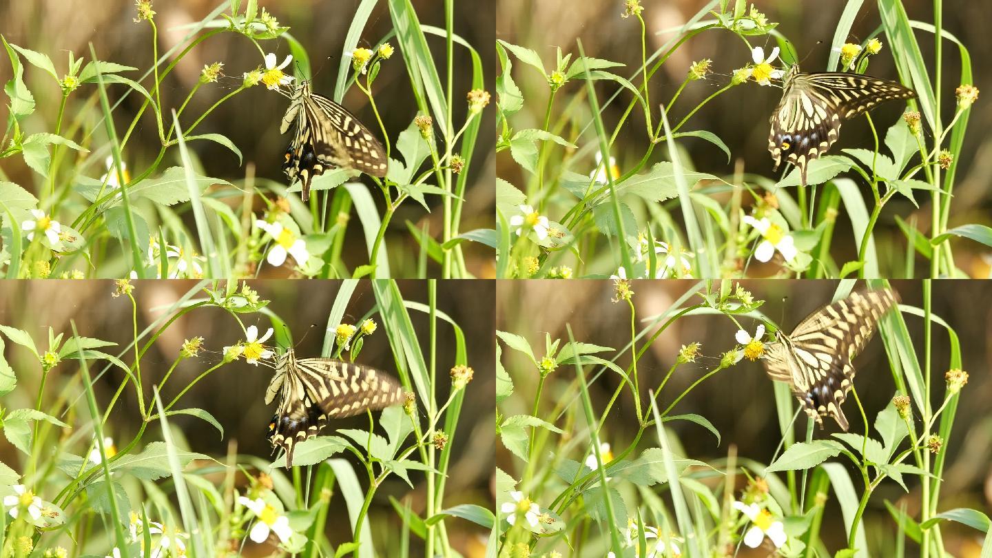 自然 生物 蝴蝶