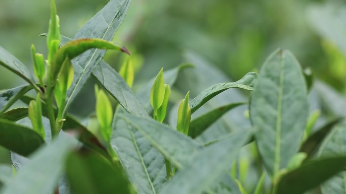 江南浙江高山茶园茶山茶场茶叶嫩芽茶牙春天