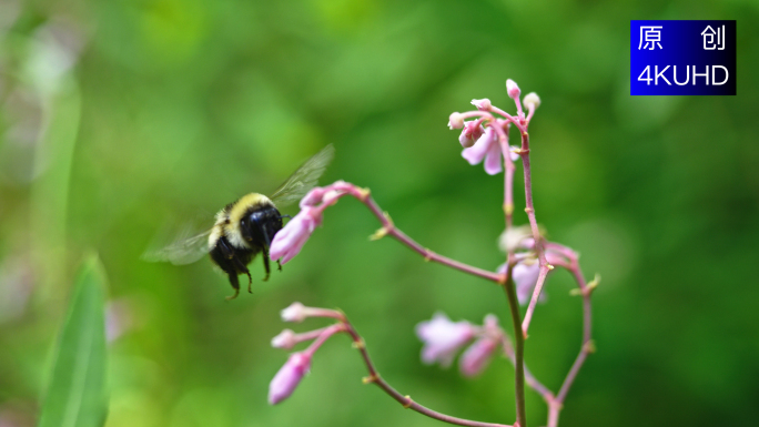 4K 调皮活泼的蜜蜂采蜜采花粉蜜蜂微观