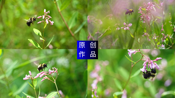 4K 调皮活泼的蜜蜂采蜜采花粉蜜蜂微观