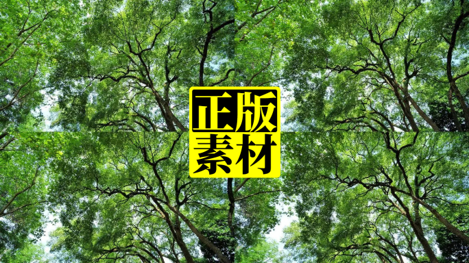 夏天阳光香樟树大树荫树林