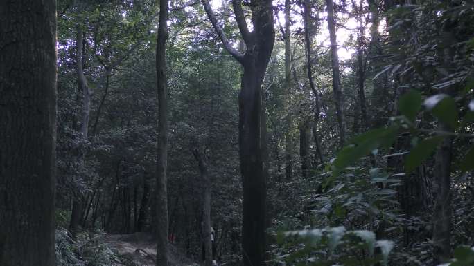 4K黑暗森林光影