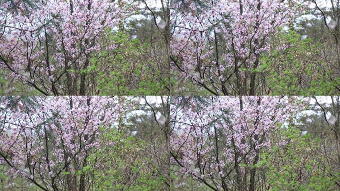 浙江山区山林春天野樱花盛开自然生态原声