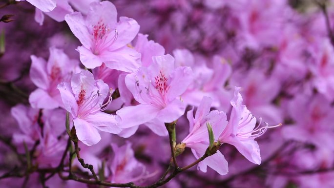 浙江东白山杜鹃花杜鹃王紫色满山红春天开花