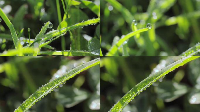 雨过天晴绿植初露视频