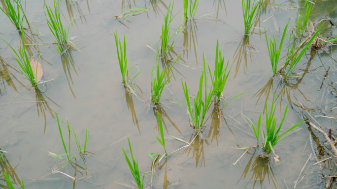 种植秧苗水稻农田农村绿色生态白鹭特写空镜