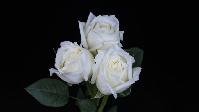 白玫瑰延时