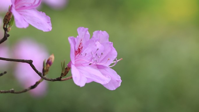 浙江东白山紫色杜鹃花杜鹃王映山红特写花朵