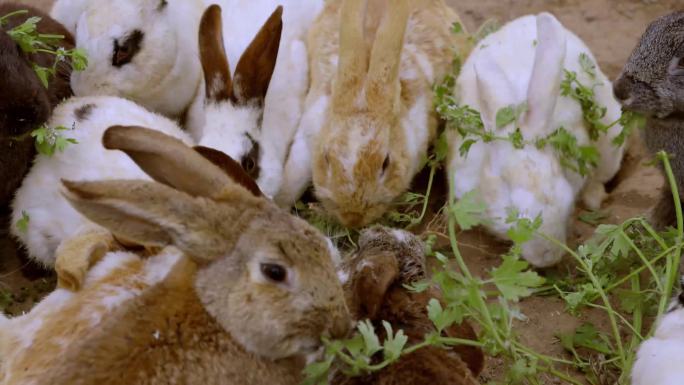 兔子吃草喂兔子