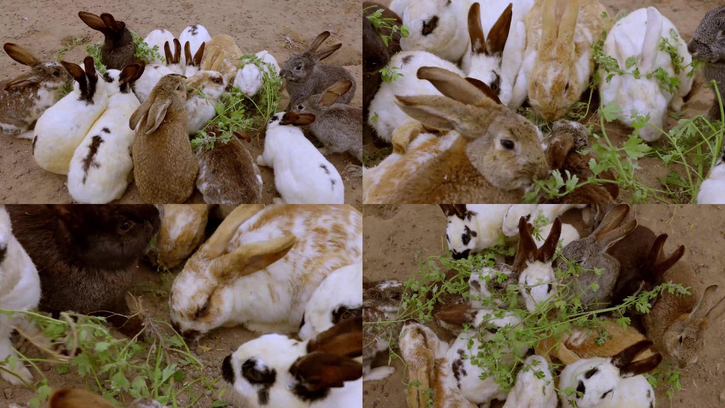一月大的兔子喂养方法-异宠-瑞鹏宠物医院
