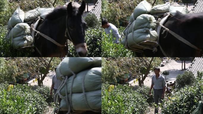 浙江山区高山茶园茶山履职骡子运送货物化肥