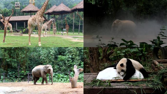 动物园 大象 长颈鹿 熊猫