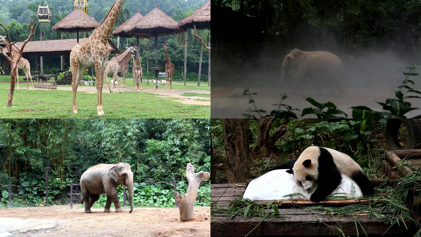 动物园 大象 长颈鹿 熊猫