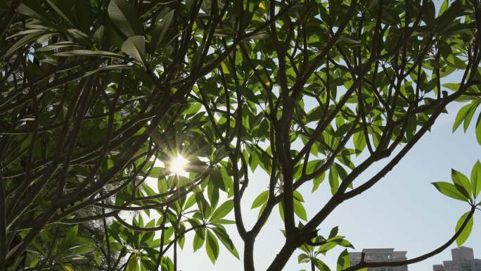 4K正版-实拍阳光穿过树枝树叶