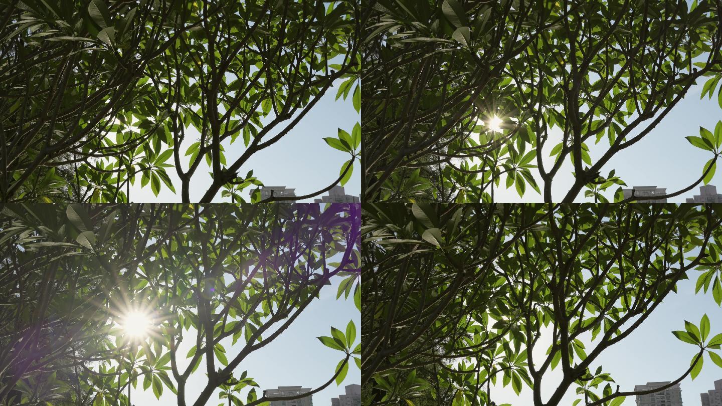 4K正版-实拍阳光穿过树枝树叶