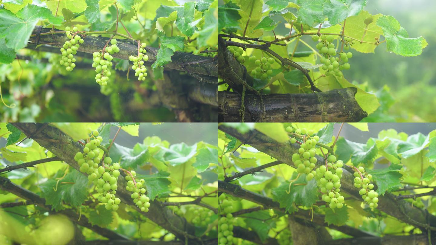 4k葡萄架上未成熟的葡萄