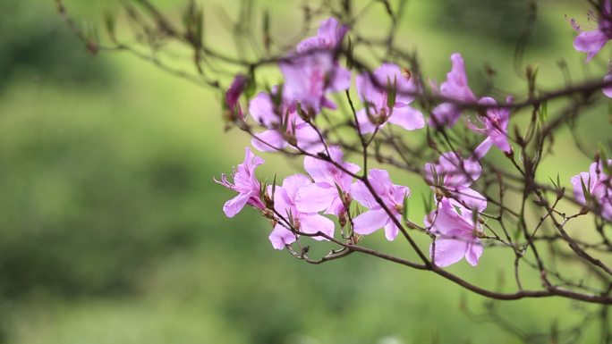 浙江东白山杜鹃花紫色杜鹃王花朵特写