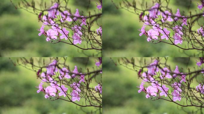 浙江东白山杜鹃花紫色杜鹃王花朵特写