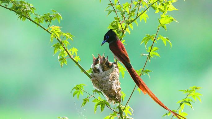 鸟类的母爱：鸟族一枝花红绶带枝头喂雏鸟1