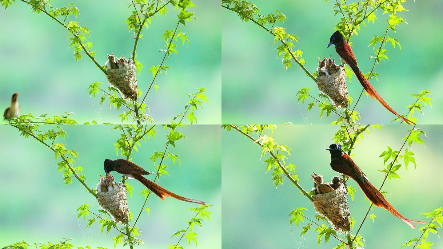 鸟类的母爱：鸟族一枝花红绶带枝头喂雏鸟1