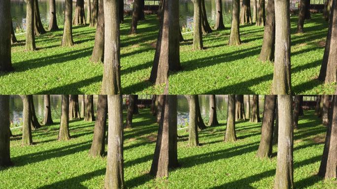 4K正版-实拍城市公园树林草坪上的光影