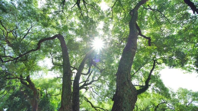 夏天阳光香樟树大树荫树林