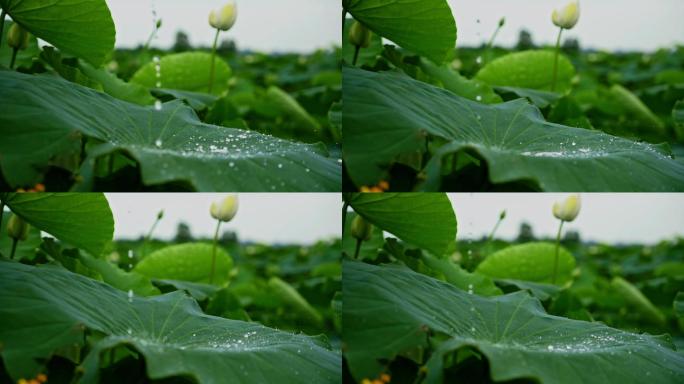 夏日荷花雨珠升格视频