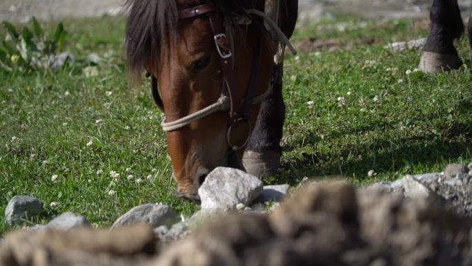 新疆的马匹多景别高清视频 60帧