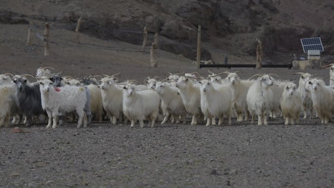山羊群回来了