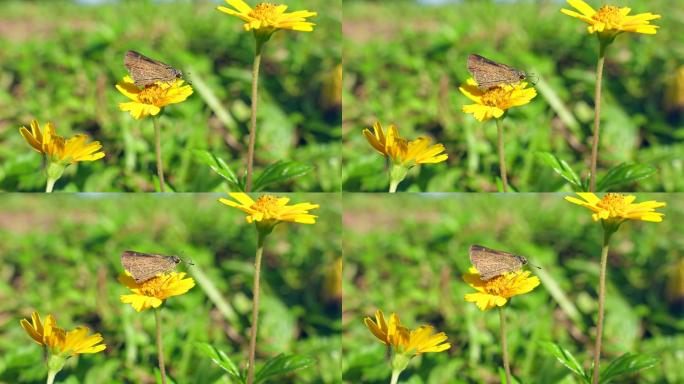 4K正版-实拍在花朵上采花粉的飞蛾