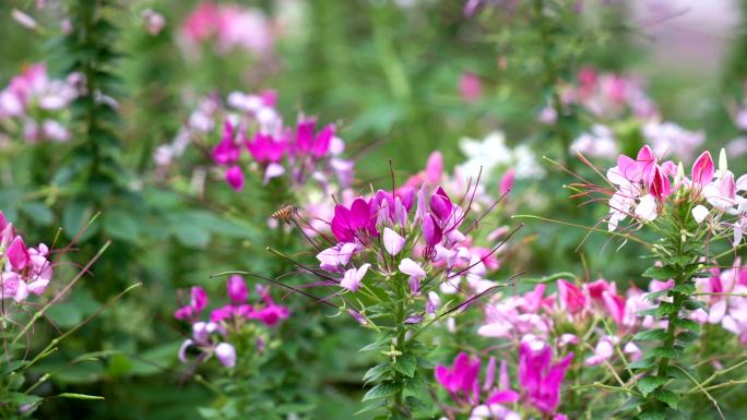 花草树木 蜜蜂采蜜特写