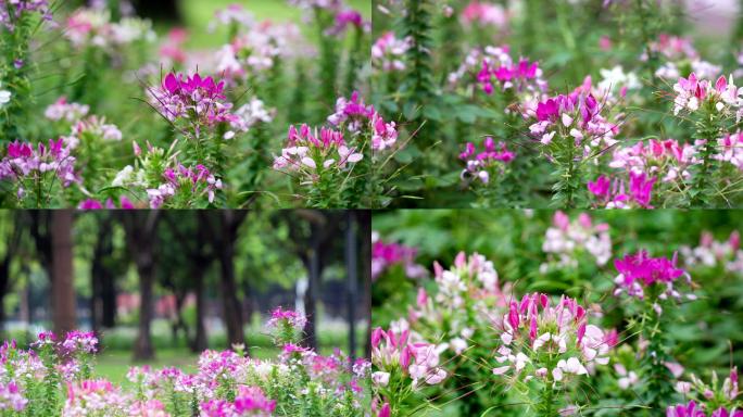 花草树木 蜜蜂采蜜特写