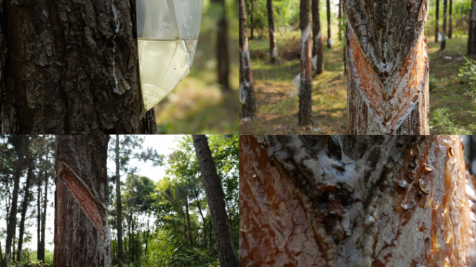 松油松香 树脂工业原料