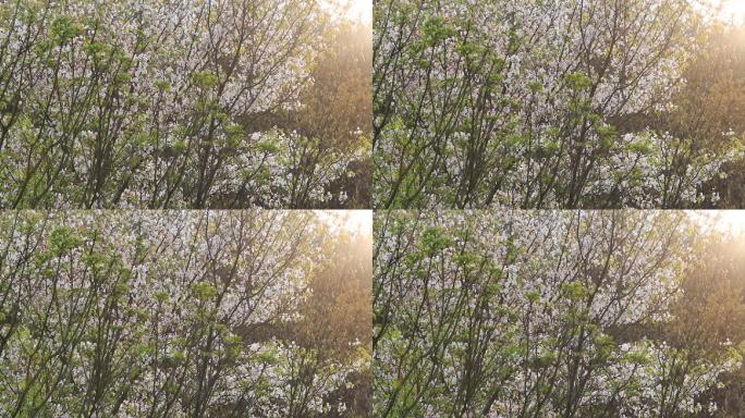 浙江山区春天阳光自然野花野樱花生态温暖